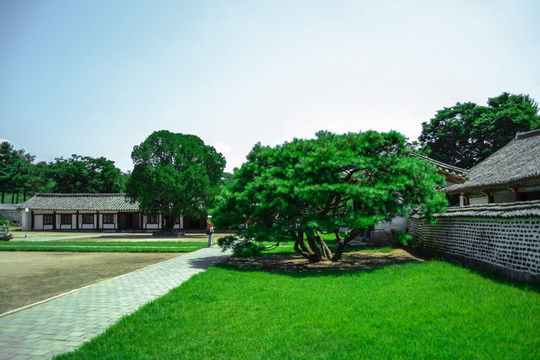 朝鲜开城博物馆的古树