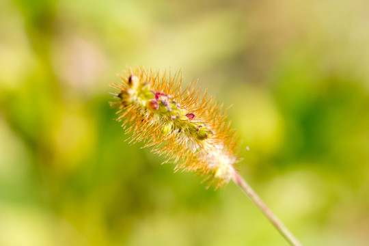 狗尾草