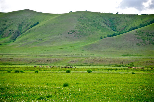 内蒙古乌兰布统坝上草原