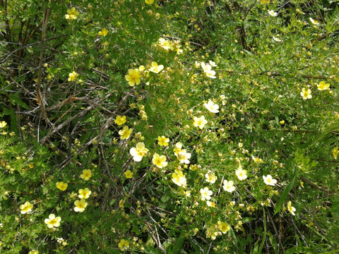 一丛野花