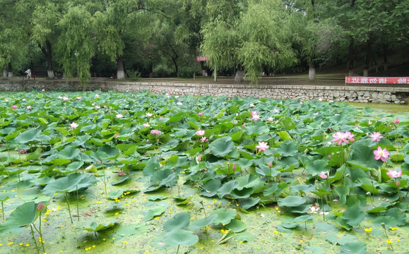 荷花莲花池