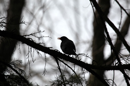 南京 紫金山 公园 鸟