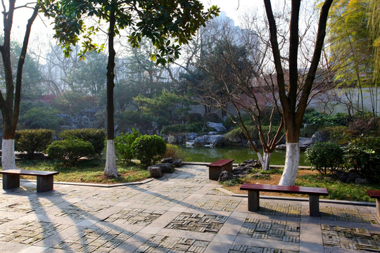 南京 总统府 园林 公园 园艺
