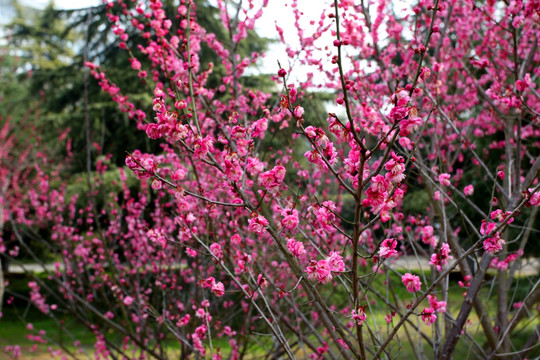 南京 午朝门公园 花 花开