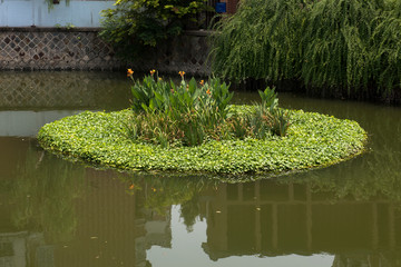 水草 池塘 植物 水面 湿地