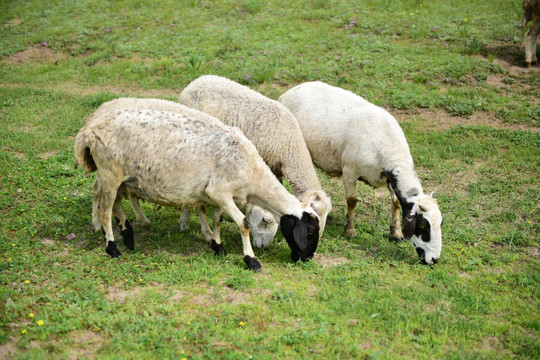 乌兰布统草原羊群