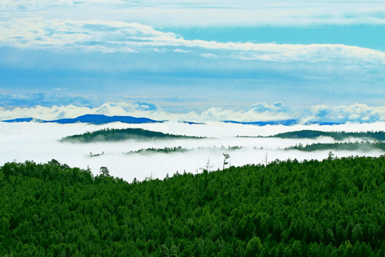 绿色林海云雾