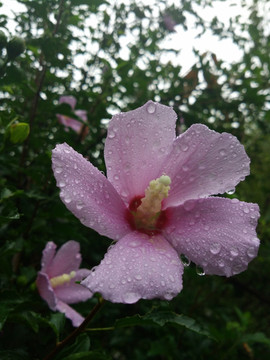 雨后木槿花