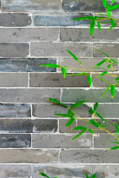 灰砖墙绿竹叶