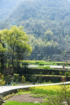 乡村风景