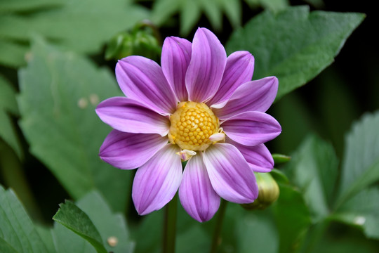 大丽花小丽花粉色花朵