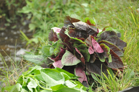 汉菜 苋菜 野苋菜 赤苋 雁来