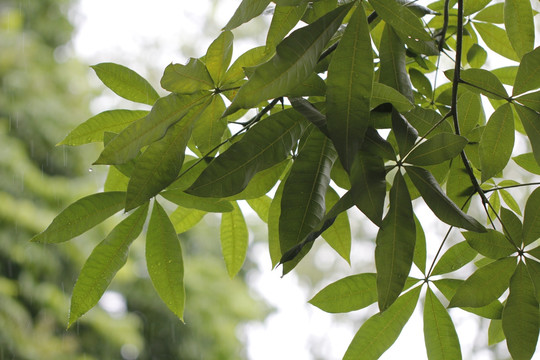雨
