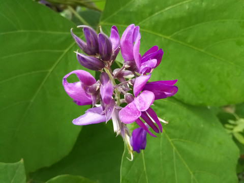 葛根花