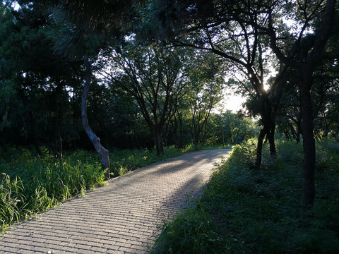 林间小路