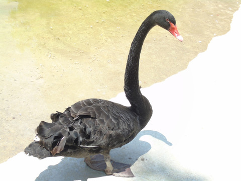 天鹅