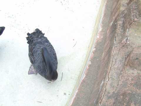 天鹅