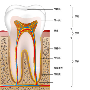 牙齿结构图