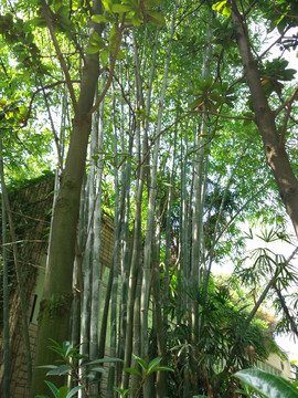 竹林