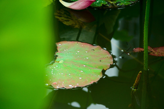 荷花