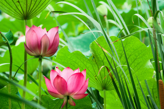 荷花