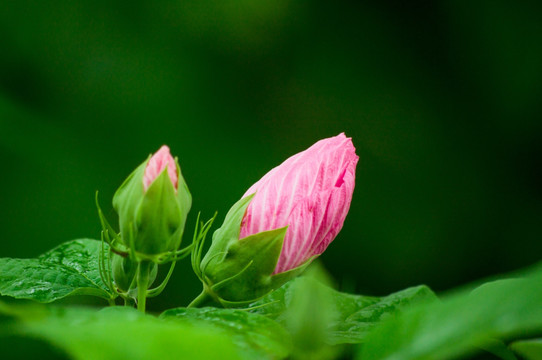 牵牛花