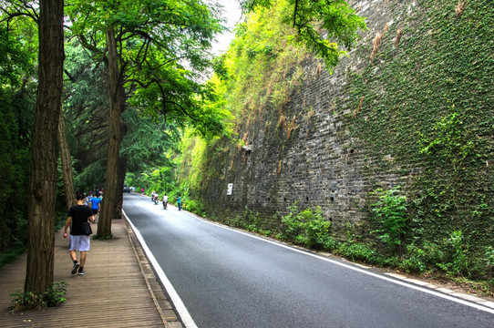 南京明城墙林荫路