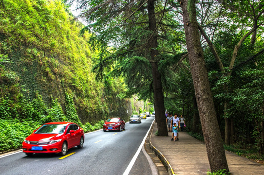 南京明城墙林荫路