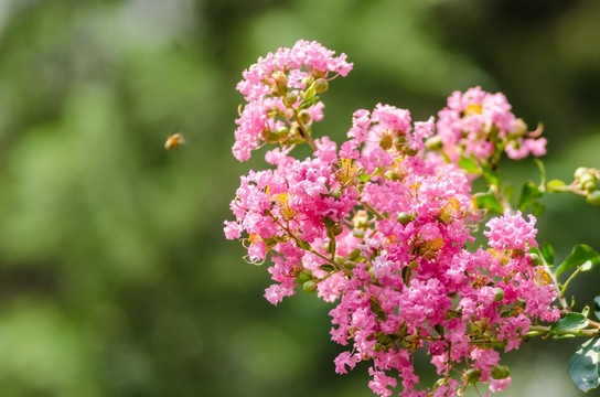 紫薇蜜蜂