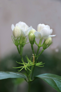茉莉花