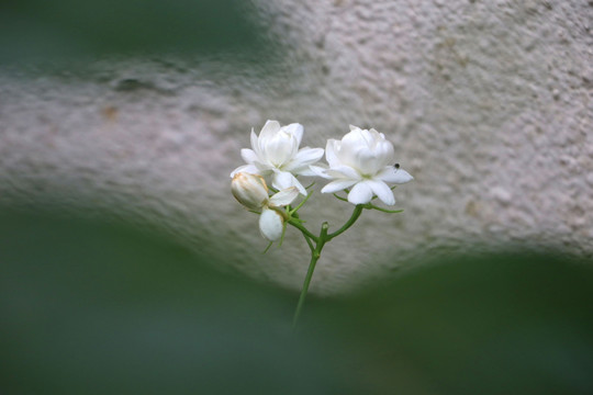 茉莉特写