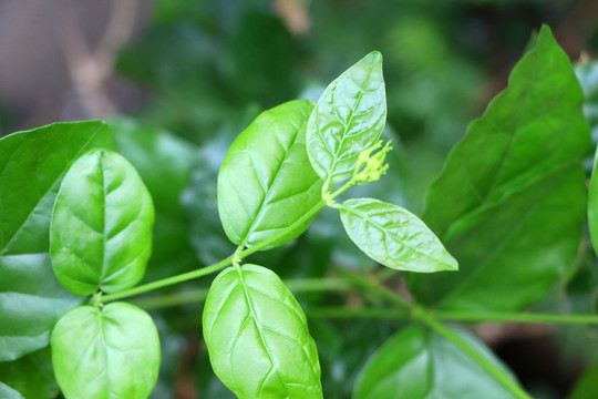 茉莉嫩枝