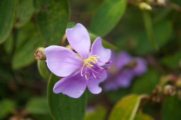 野牡丹花