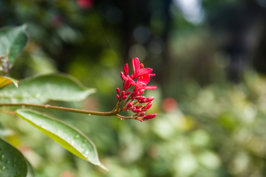 琴叶珊瑚花特写