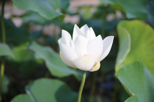 莲花