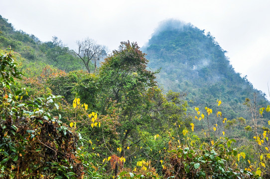 雾色山景