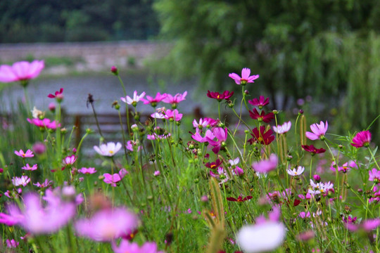 格桑花 花卉风景