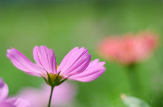 粉色格桑花