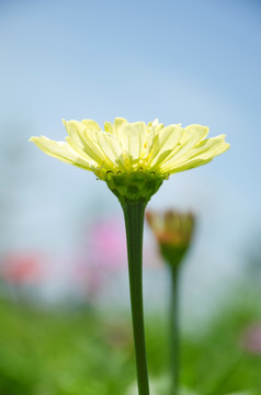 黄菊花