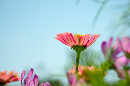 粉红菊花