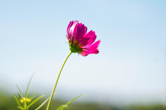 格桑花