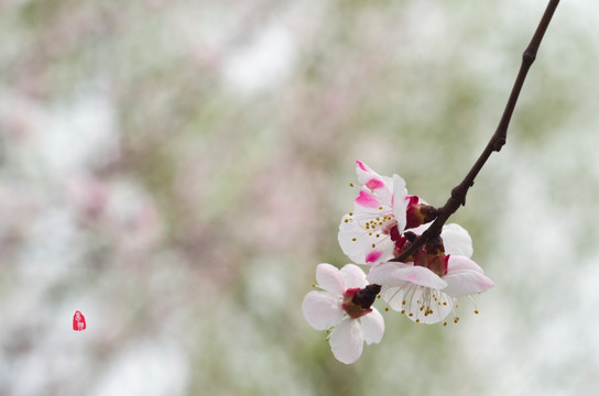 桃花