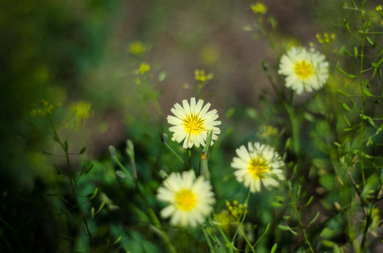 野菊花