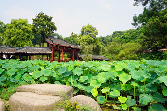 中式水景园林 荷花池