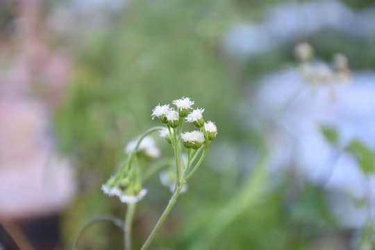 夏菊