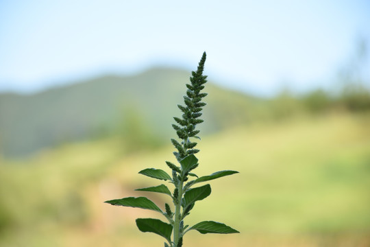 裂叶荆芥属图片