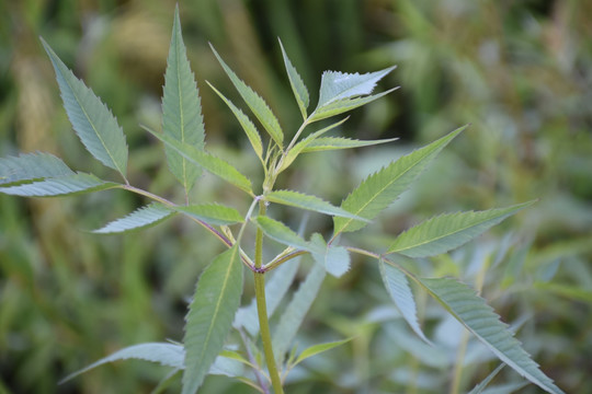 野草