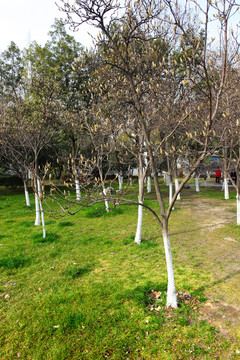 南京 总统府 树木 园林 园艺