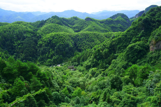 森林植被