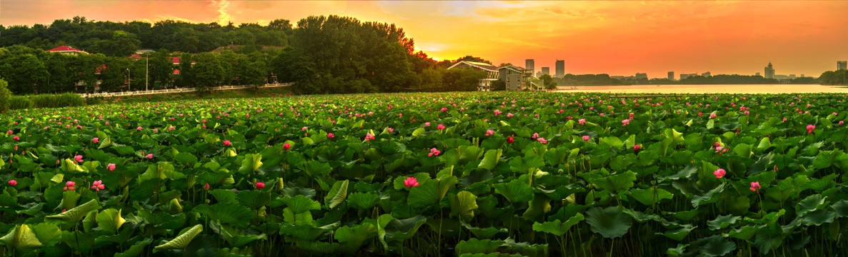 夕阳晚霞湖泊荷塘